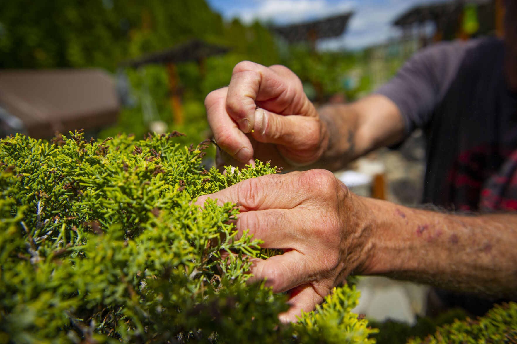 Pat Spencer's Bonsai Garden